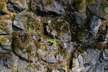 Weathered basalt boulder rock wall in gray black anthracite colors covered with moss and lichen, overgrown with moss, grouted with cement, grout. Texture without vignetting
