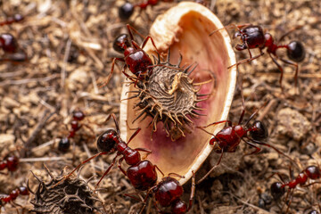 Beautiful Strong jaws of red ant close-up