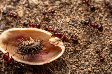 Beautiful Strong jaws of red ant close-up