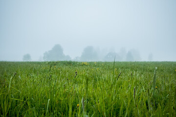 A beautiful overcast spring morning no Northern europe. Springtime landscape with trees. Soft, diffused light over the rural landscape.