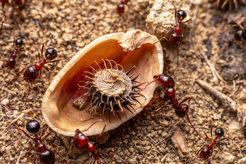 Beautiful Strong jaws of red ant close-up