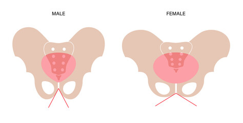 Muscular pelvis concept
