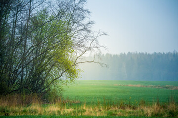 Naklejka na ściany i meble A beautiful overcast spring morning no Northern europe. Springtime landscape with trees. Soft, diffused light over the rural landscape.