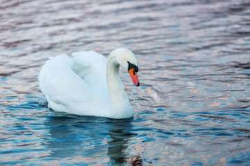 White swan in on blue water. Beautiful reflections and glare of sunlight on the water. Waterfowl...