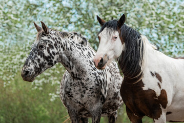 Two horses standing together in the blooming garden in summer. Knabstrupper and american paint horse.