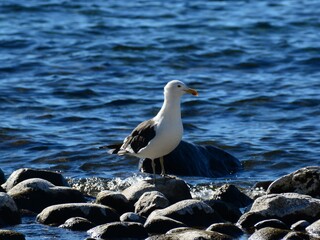Gaviota cocinera (Larus dominicanus) sobre un roca