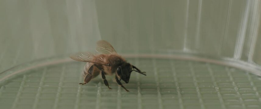 A bee inside a glass turning around
