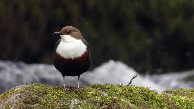 Wasseramsel (Cinclus cinclus)