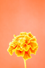 Orange garden flower - Tagetes