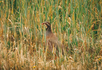 red partridge