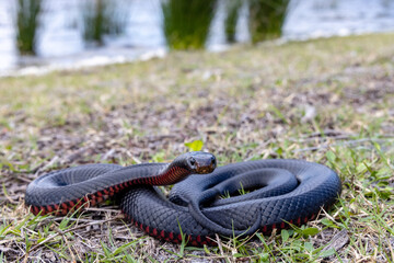 Red-bellied Black Snake basking  in habitat