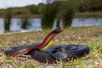 Red-bellied Black Snake basking  in habitat