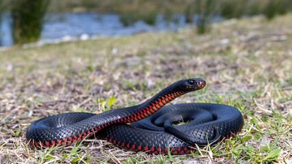 Red-bellied Black Snake basking in sunlight