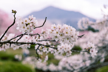 Obraz premium 羊山公園のサクラと武甲山