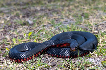 Red-bellied Black Snake basking  in habitat