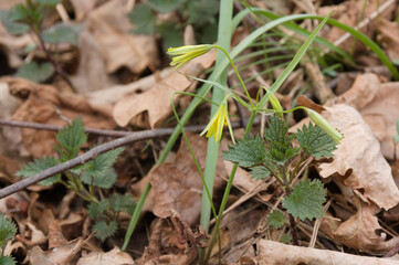 Złoć żółta, Gagea lutea, yellow star-of-Bethlehem