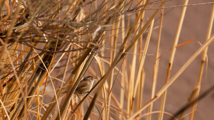 Fototapeta premium A marsh wren sings as it perches on winter brown cattails on the edge of a pond.