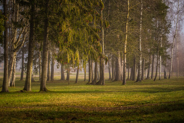 A beautiful morning scene with fog in the town park. Soft, diffused light over the trees in misty park. Springtime scenery of Northern Europe.