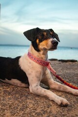 dog on the beach late afternoon