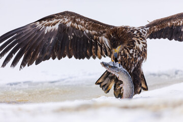 Sea eagle with spread wings holds caught fish in claws. White-tailed eagle, Haliaeetus albicilla, tears killed pike, Esox lucius, on frozen lake. Majestic bird hunting. Wildlife from winter nature.