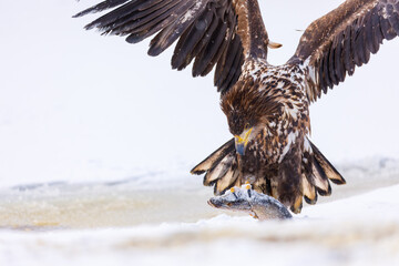 Sea eagle with spread wings holds caught fish in claws. White-tailed eagle, Haliaeetus albicilla, tears killed pike, Esox lucius, on frozen lake. Majestic bird hunting. Wildlife from winter nature.