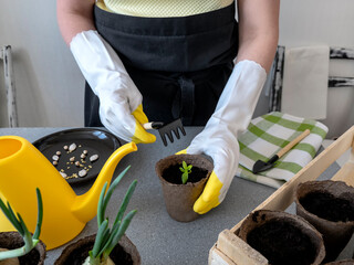 Woman farmer plants vegetable seeds in small flower pots with her own hands. The concept of organic farming, gardening.