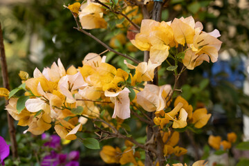 Obraz premium flower