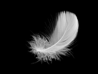 White fluffy bird feather on a black background. The texture of a delicate feather. soft focus