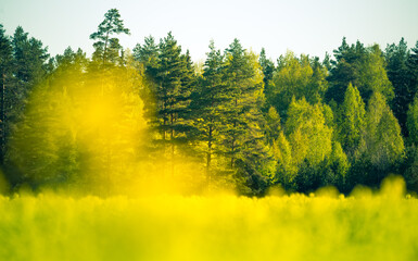 A beautiful yellow canola fields during springtime. Blooming rapeseed fields in Northern Europe. Springtime landscape of cultivated fields.