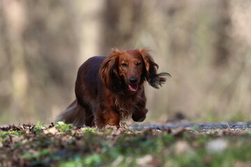 Obraz premium long haired dachshund, 
