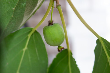 A close up of the green berry of Actinidia