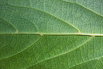 Green leaf texture as background, empty copy space