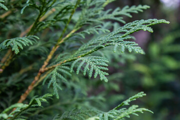 Closeup of Beautiful green christmas leaves of Thuja trees on green background. Thuja twig, evergreen Thuja occidentalis also known as arborvitaesas arborvitaes or cedar.