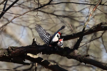 two woodpeckers copulating on a branch