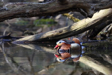 mandarin duck swimming in a pond, male, Poland