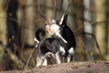small purebred dog on the paddock in the park, miniature schnauzer