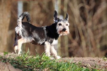 small purebred dog on the paddock in the park, miniature schnauzer, dog portrait