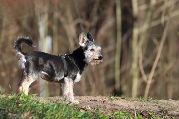 small purebred dog on the paddock in the park, miniature schnauzer