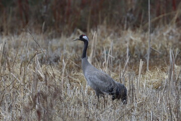 grey crowned crane