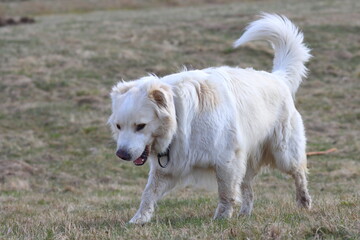 white dog running on the grass