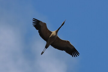 black crowned crane in flight 