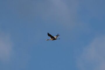 black crowned crane in flight 