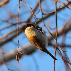 bird on a branch, tit blackhead