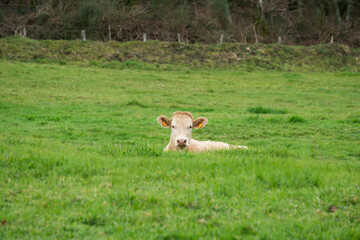 White cow grazes in a meadow in the forest looking at a camera. Outdoors, animals.