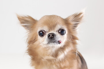 Obraz premium Portrait of funny old chihuhua dog with tongue out