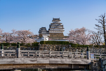 [兵庫県]春の姫路城天守閣と桜