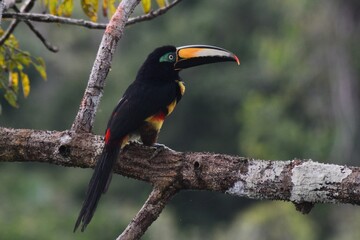 Many-banded Aracari Toucan