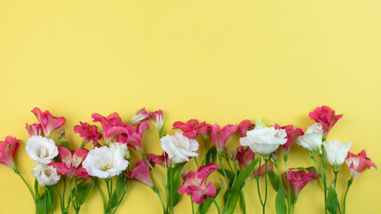 Pink and white flowers on yellow background. Blooming in spring, summer time. Flat lay, copy space, banner.