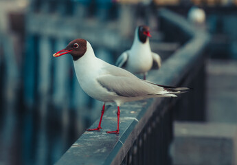 black headed gull