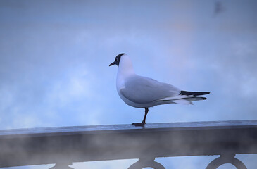 seagull on the beach